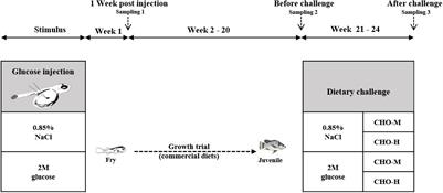 Glucose Injection Into Yolk Positively Modulates Intermediary Metabolism and Growth Performance in Juvenile Nile Tilapia (Oreochromis niloticus)